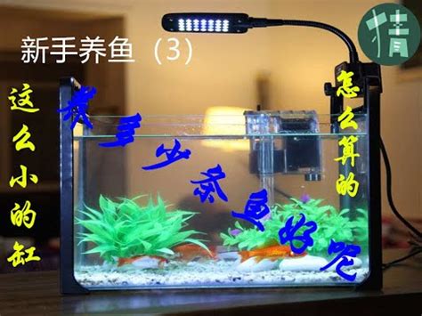 魚缸養幾隻魚比較好|養對魚數：財運滾滾來